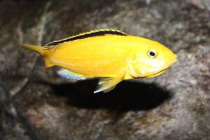 Labidochromis caeruleus 'yellow‘ Kakusa