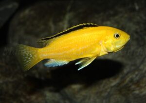 Labidochromis caeruleus