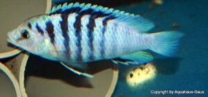 Labidochromis chisumulae