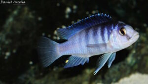 Labidochromis chisumulae