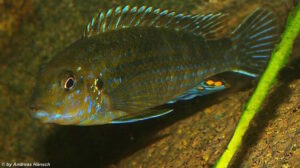 Labidochromis flavigulis