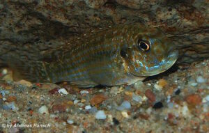 Labidochromis flavigulis