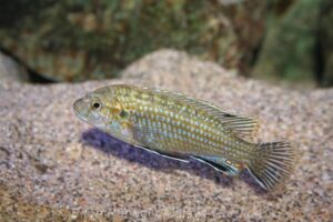 Labidochromis flavigulis Arten