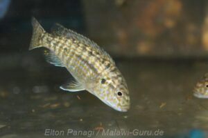 Labidochromis flavigulis
