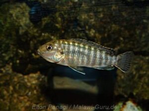 Labidochromis flavigulis