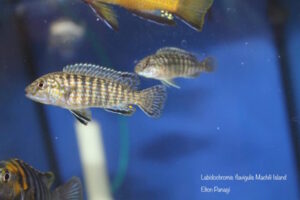 Labidochromis flavigulis 'Machili Island'