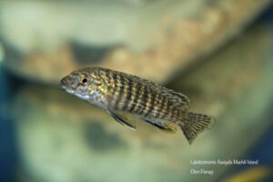 Labidochromis flavigulis 'Machili Island'