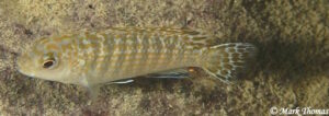 Labidochromis flavigulis 'Nkhata Bay'