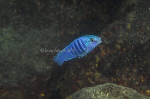 'Mitande Reef' Labidochromis freibergi 'Mitande Reef'