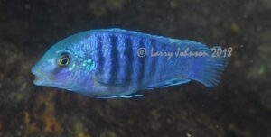 Labidochromis freibergi 'Mitande Reef'