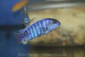Labidochromis freibergi