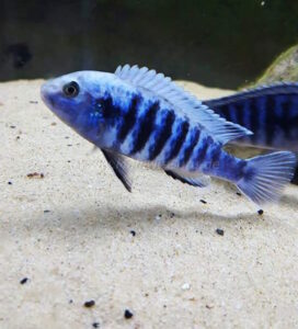 Labidochromis freibergi Arten