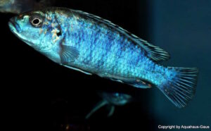 Labidochromis Joanjohnsonae 'Likoma Island' Labidochromis joanjohnsonae