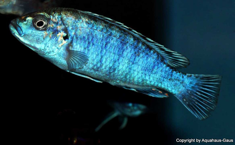 Labidochromis joanjohnsonae