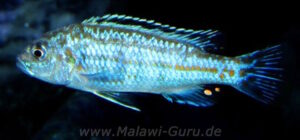 Labidochromis Joanjohnsonae 'Mbamba Islands' Galerie Labidochromis joanjohnsonae