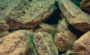 Labidochromis maculicauda 