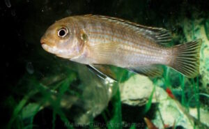 Labidochromis maculicauda