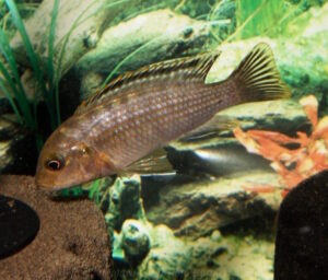 Labidochromis maculicauda 'Puulu'