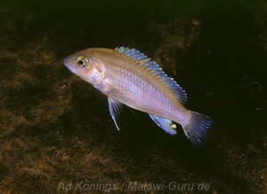 Labidochromis pallidus