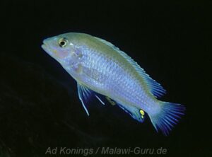Labidochromis pallidus