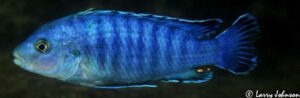 Labidochromis sp. 'gigas chidunga' Chidunga Rocks
