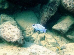 Labidochromis sp. 'gigas mara' Mara Rocks