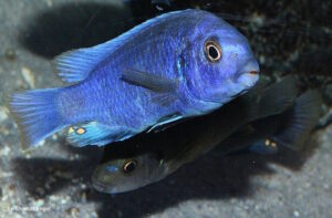 Labidochromis sp. 'gigas mara' Mara Rocks
