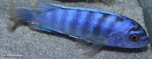 Labidochromis sp. 'gigas mara' Mara Rocks
