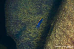 Labidochromis sp. 'hongi'