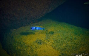 Labidochromis sp. 'hongi'