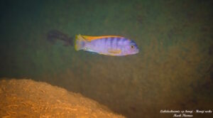 Labidochromis sp. 'hongi' Hongi Rocks