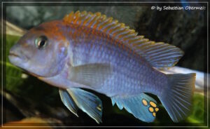 Labidochromis sp. 'hongi' Hongi Rocks