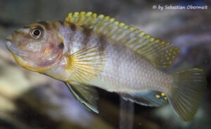 Labidochromis sp. 'hongi' Hongi Rocks