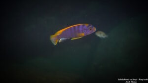 Labidochromis sp. 'hongi' Hongi Rocks