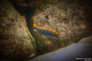 Labidochromis sp. 'hongi'