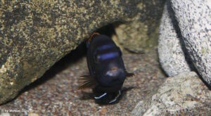 Labidochromis sp. 'mbamba' Mbamba Bay