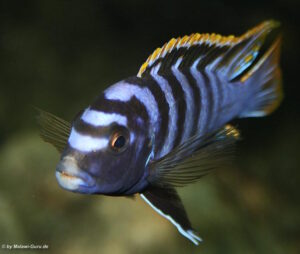 Labidochromis sp. 'mbamba'