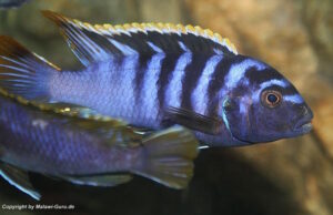 Labidochromis sp. 'mbamba'