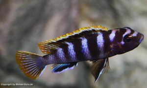 Labidochromis sp. 'mbamba'