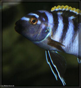 Labidochromis sp. 'mbamba' Mbamba Bay