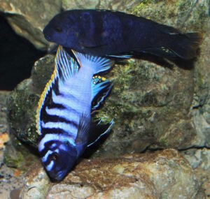 Labidochromis sp. 'mbamba'