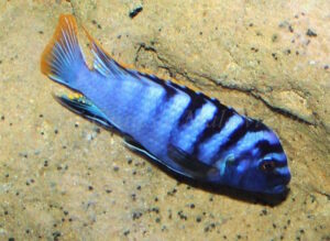 Labidochromis sp. 'mbamba' Mbamba Bay
