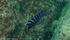 Labidochromis sp. 'mbamba'