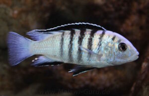 Labidochromis sp. 'nkali'