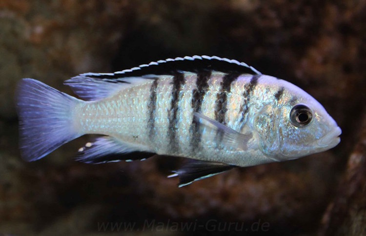 Labidochromis sp. 'nkali' im Steckbrief Labidochromis sp. 'nkali'