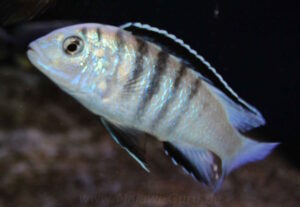 Labidochromis sp. 'nkali'