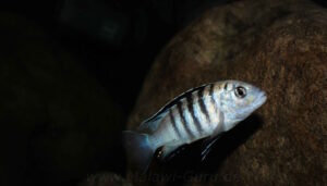'nkali' Labidochromis sp. 'nkali' im Bild