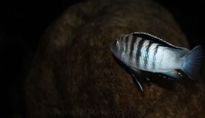 Labidochromis sp. 'nkali'