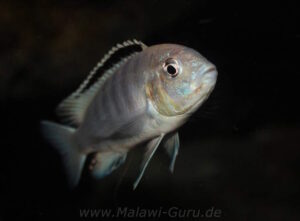 Labidochromis sp. 'nkali'