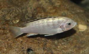 Labidochromis sp. 'nkali'